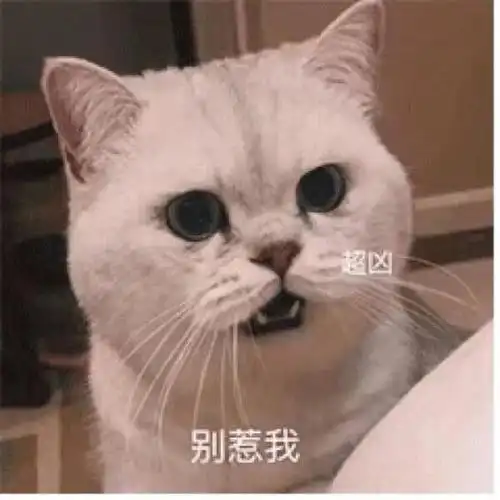 萌宠猫星人别惹我超凶搞怪逗gif动图_动态图_表情包下载_soogif