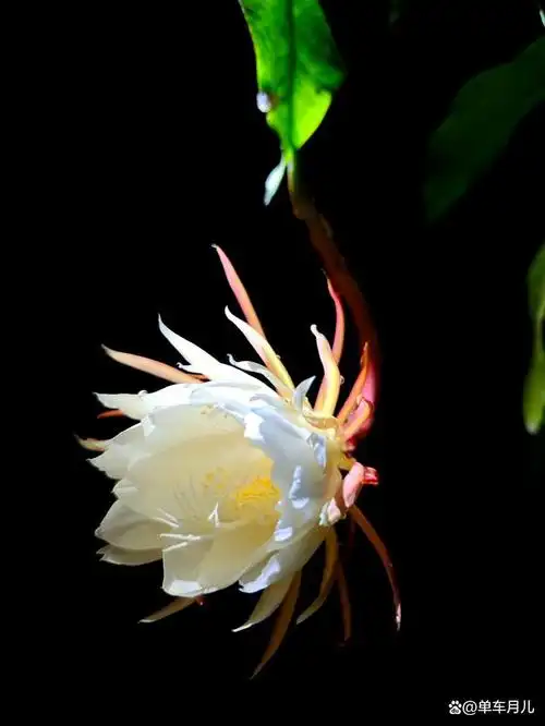 昙花一现,只为韦佗