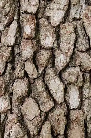 树皮图片_图片大全