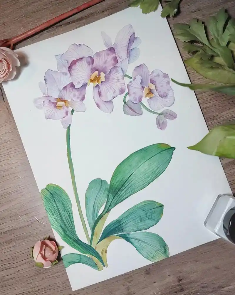 水彩蝴蝶兰‖内附详细步骤和线稿.#图文伙伴计划 #画画 #绘 - 抖音