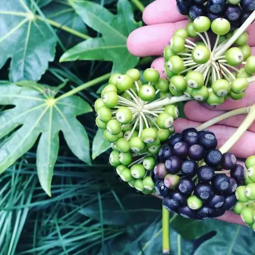 一簇一簇小果子总能吸引到狗仔,这是八角金盘果,果子熟透后是黑色的