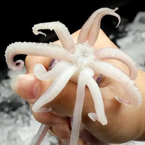 海鲜水产品的种类有很多,在我们平时生活当中大家应该都吃过鱿鱼,在