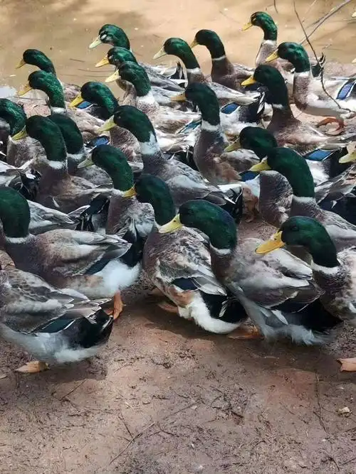 青头麻鸭 要鸭加微心:229727219.130天青头鸭5000羽