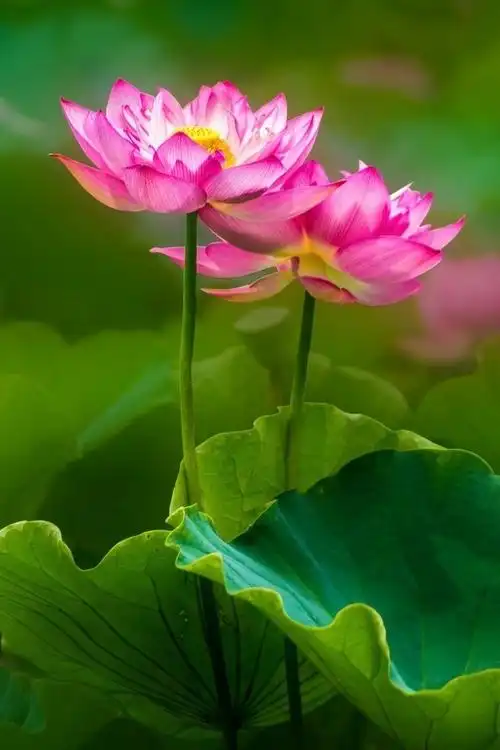 两朵盛开的荷花