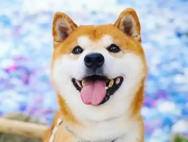 柴犬天生笑嘻嘻,喜欢和花一起合影,真的是岁月静好啊