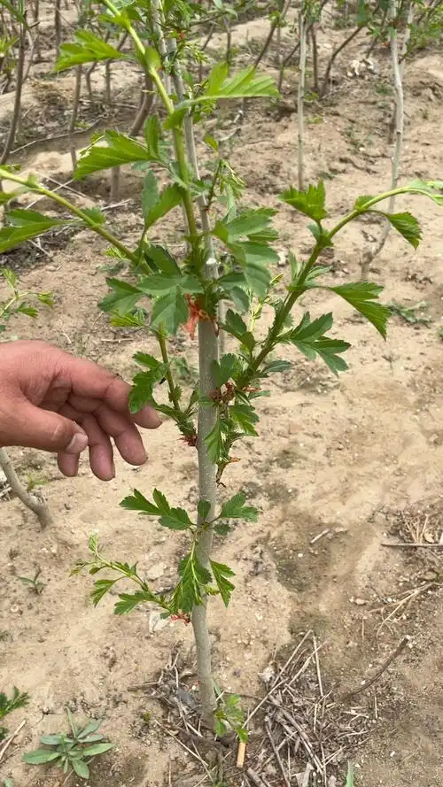 种山楂树发芽后如何抹芽?