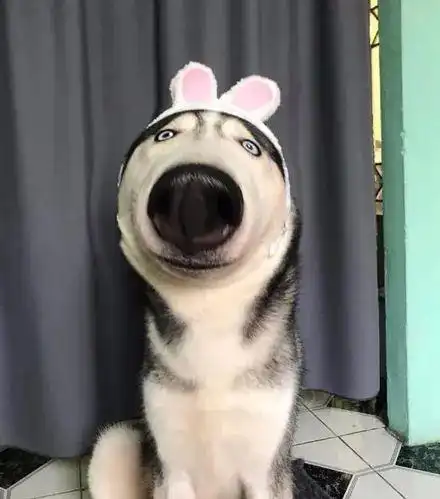 沙雕狗头像二哈