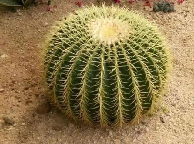 十大不吉利花(吉利的花草)插图16