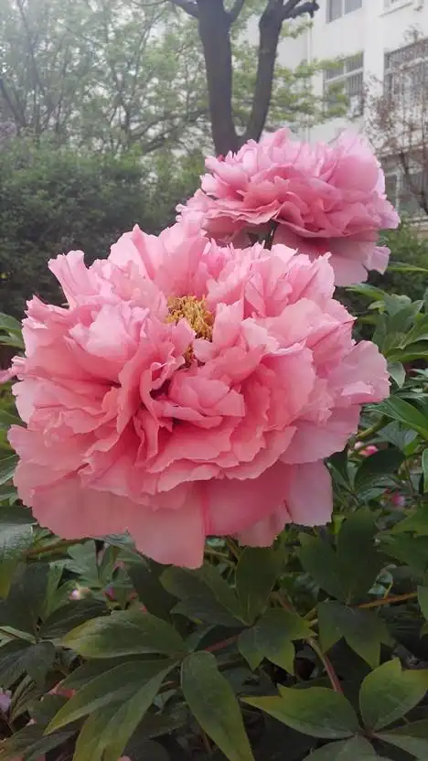 天下真花独牡丹欧阳修洛阳牡丹记