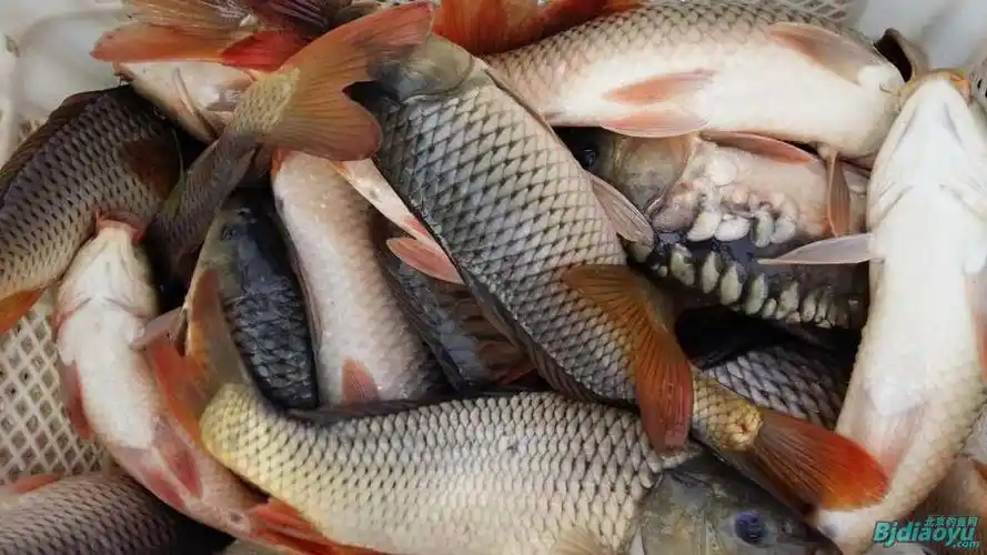 静心园鱼车早上平谷实地拉鱼照片