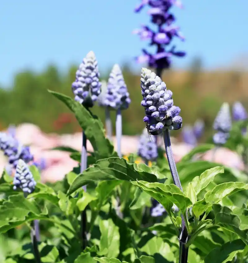 领域的紫丹参花,领域的紫丹参花
