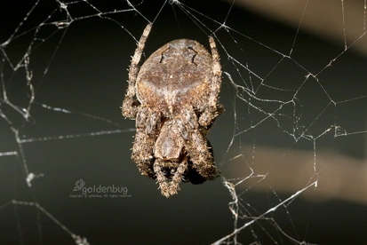 果壳城市物种日历11月20日大腹园蛛