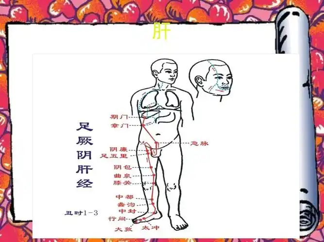 足厥阴肝经2013年修正ppt