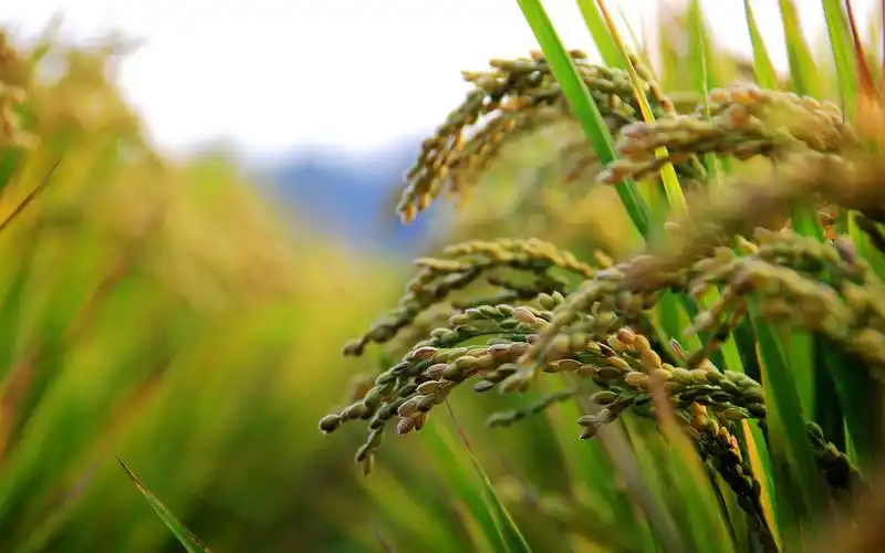 硕果累累的秋收