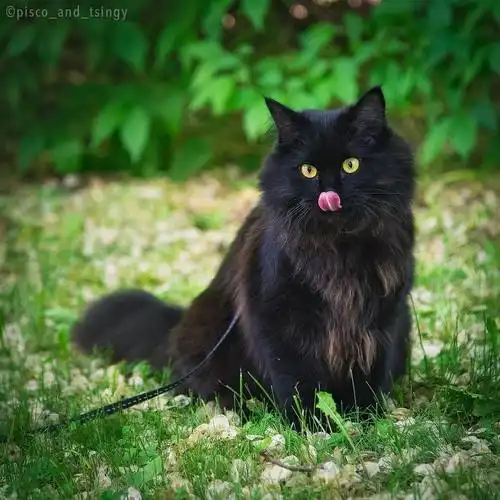 吸猫大会西伯利亚森林猫tsingy