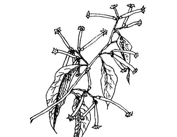 夜来香的药用价值及相关药方