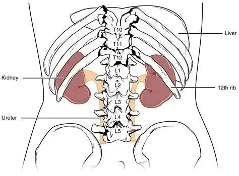 位置 肾脏位于人体脊柱两侧,左肾上端平第11胸椎下缘,下端平第2腰椎下