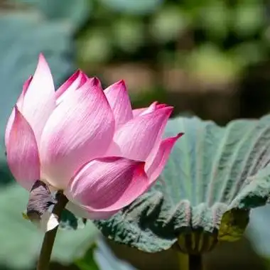 老年人头像高清照片花