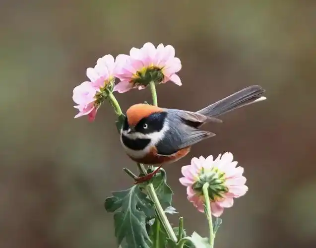 vv平台【文声汇影 】 微信 1～5 群,花鸟摄影作品精选合辑