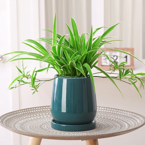 金边吊兰盆栽办公室内花卉释放氧气净化空气垂吊绿植桌面植物水培