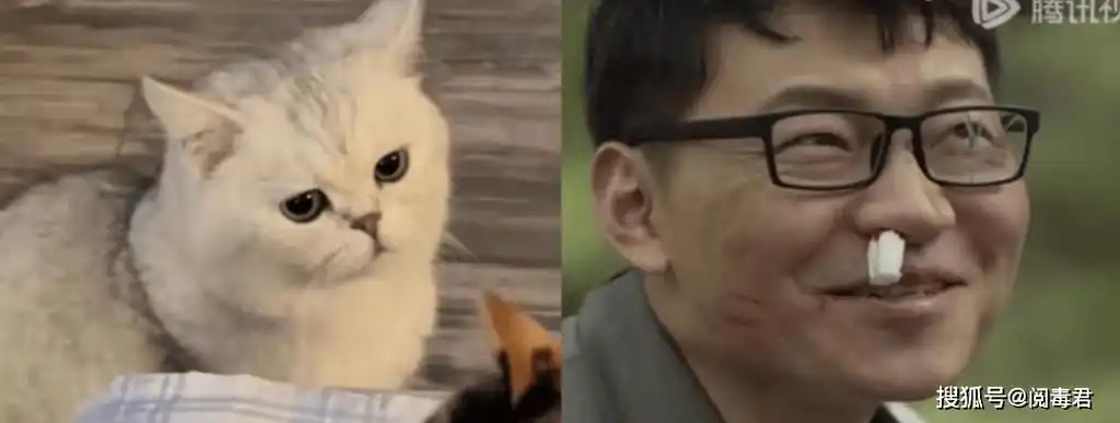 刘亦菲翻车,被骂女版张翰?