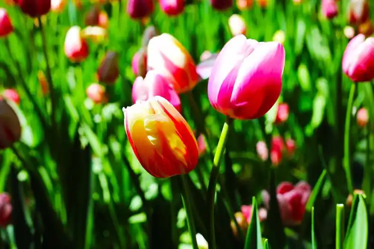 中山公园里的郁金香