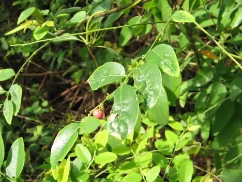 叶下珠又叫珠仔草,假油甘,潮汕,龙珠草,企枝叶下珠等,在我国华东,华中
