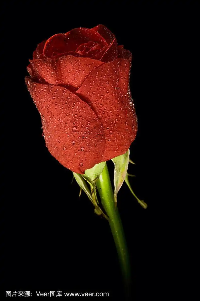单朵玫瑰,黑色背景