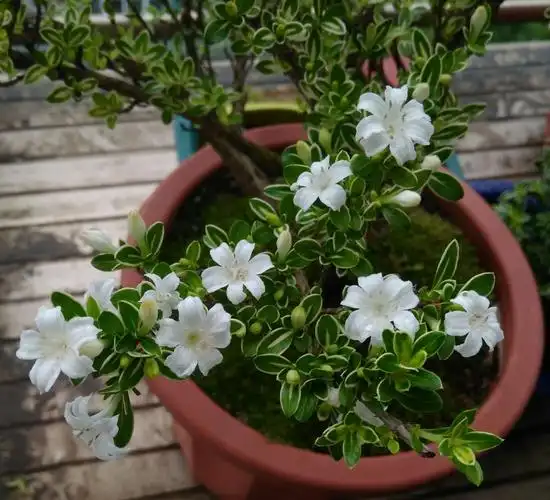 我家的盆栽六月雪又现花簇茂盛
