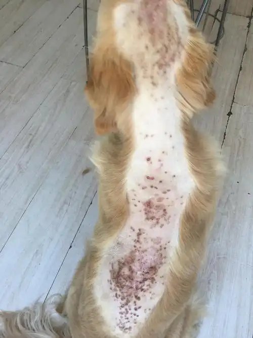 狗狗皮肤病高发季节你的宠物健康吗