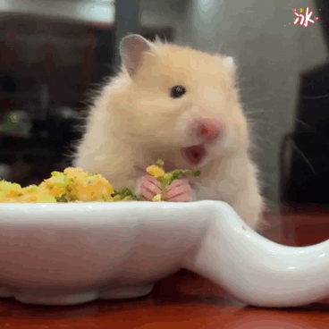 3月3日 12:29   关注  表情包 金丝熊 阿梨 仓鼠 评论 收藏