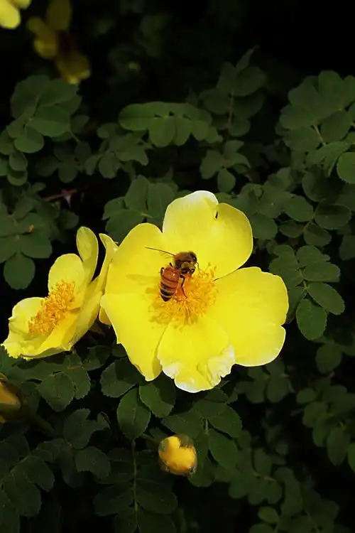标题:花草集(10)黄刺玫花