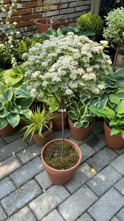 粉霜绣线菊棒棒糖盛开