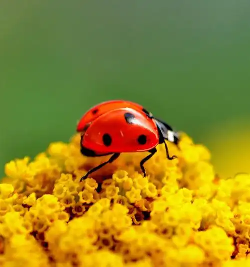 七星瓢虫的资料-七星瓢虫的资料,七星瓢虫,资料