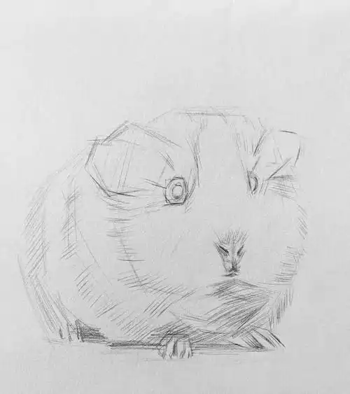 【大家画起来】仓鼠素描画法步骤讲解_成都墨里画室_零二七艺考