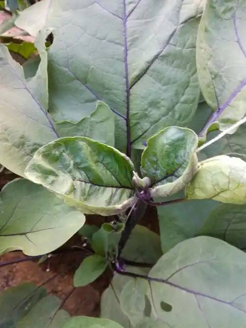 茄子新叶不舒展,叶缘向内卷曲,叶尖顶端有干枯