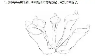 瓶子草吃虫的简笔画