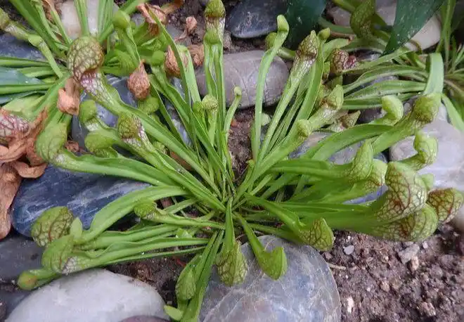 鹦鹉瓶子草是一种相对体形较大气质高雅的食虫植物颜色鲜艳绚丽