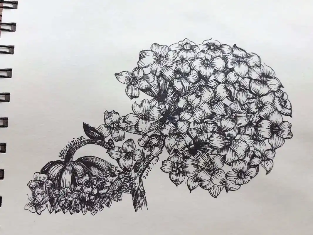 线描植物素材线稿绣球花