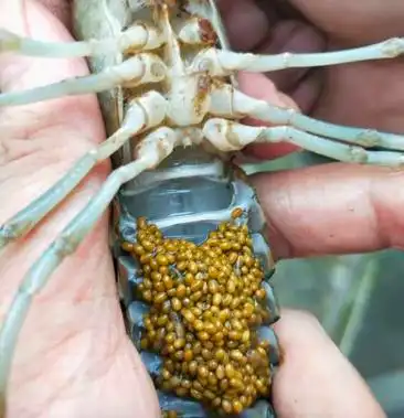 澳洲淡水龙虾 抱卵母虾 优质种虾