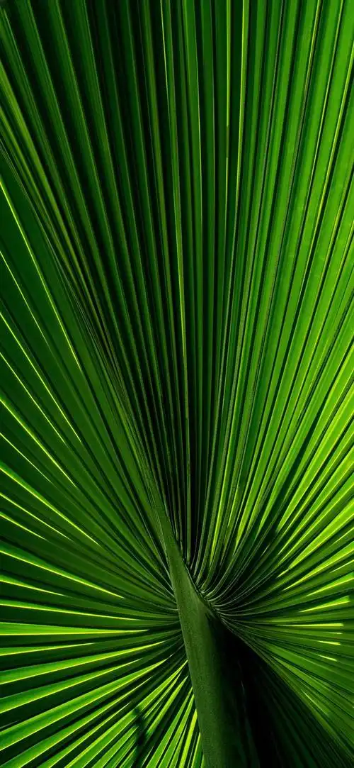 最新超清护眼手机壁纸(100张绿色护眼手机壁纸)(94)