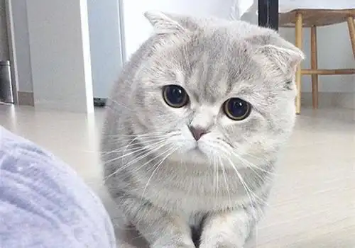 可爱折耳猫图片超好看的可爱折耳猫