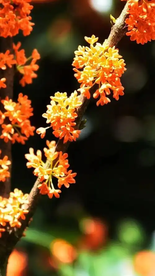 漳平永福八月桂花香