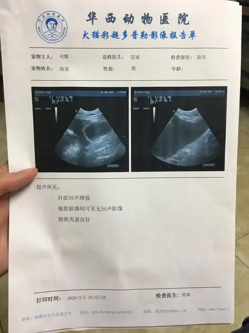 求助坐标成都猫咪腹水胸腔积液
