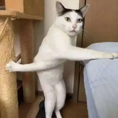 搞笑动物头像合集 超级爆笑沙雕宠物图片