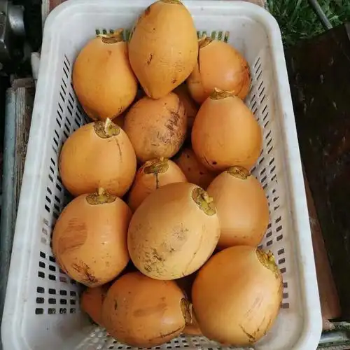 海南金椰现摘新鲜带皮椰青黄金椰子当季孕妇水果补羊水黄椰整箱黄金椰