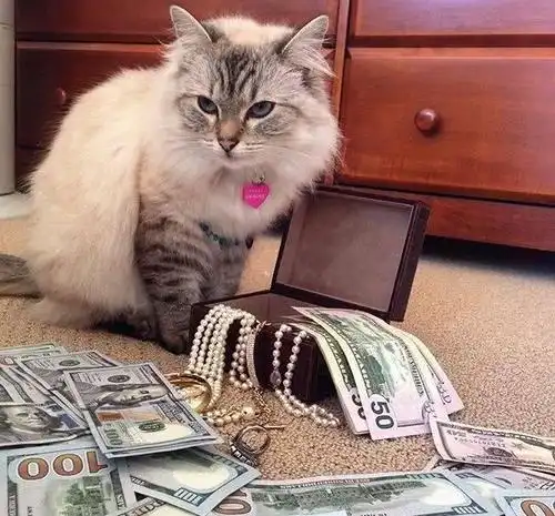 曹县是什么梗视频出处?众所周知,猫分为曹县品种猫和其他类型猫