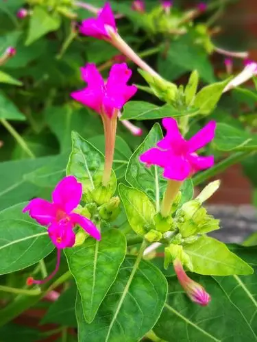 紫茉莉花,又称胭脂花,粉豆花,状元花,夜饭花