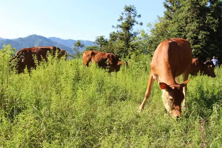 从江县停洞镇黄牛养殖让群众腰包鼓起来生活牛起来
