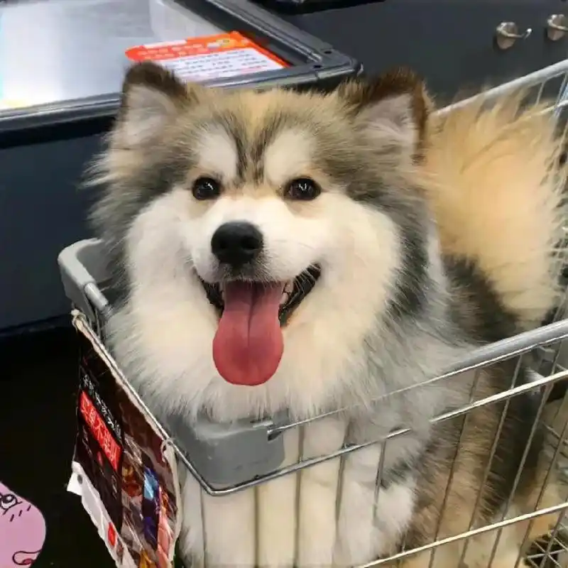 可爱的小动物头像